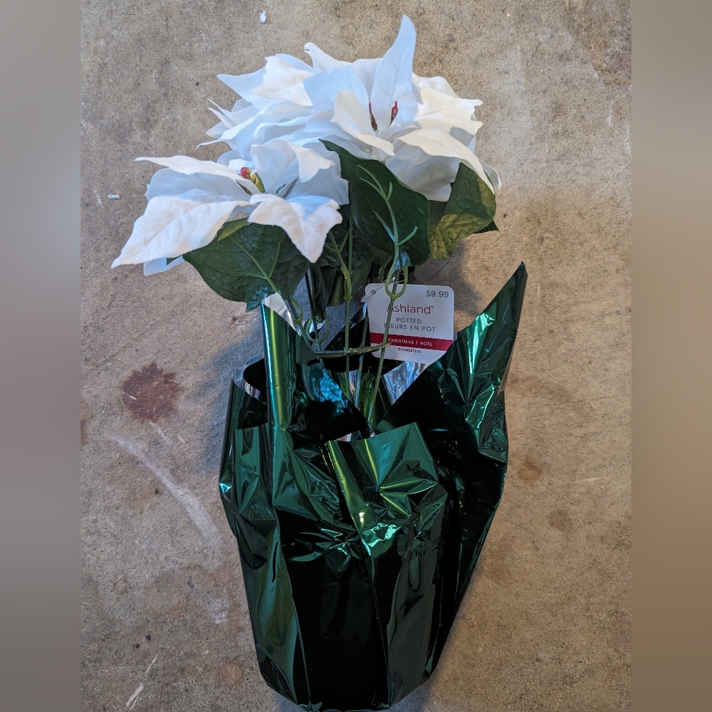 Holiday White Poinsettia in green Wrapped Pot by Ashland